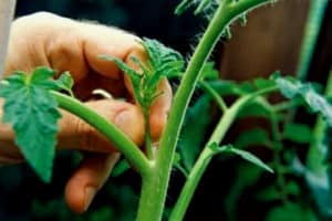 Schéma prerezávania uhoriek v skleníku tak, aby bola dobrá úroda