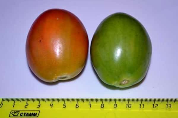kích thước của cà chua matador