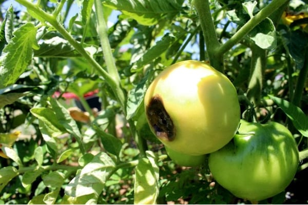 tomates negros en campo abierto
