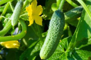 Auginami ir formuojami partenokarpiniai agurkai, geriausios veislės