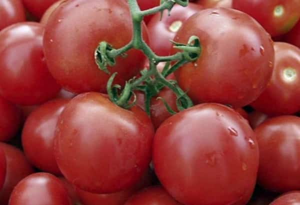 ramitas de tomate