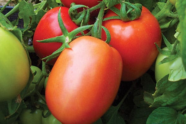 paradajka H 6416 f1