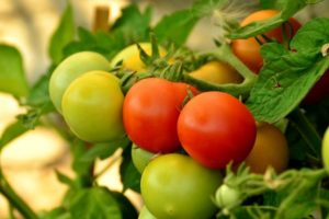 Pomidorų veislės aprašymas Poveikis, jo savybės ir derlius