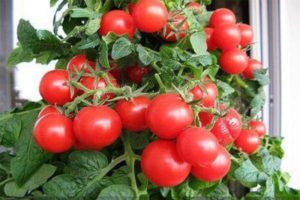Pomidorų veislės „Raudonasis perlas“ charakteristikos ir aprašymas
