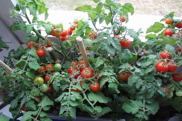 trồng cà chua trên cửa sổ