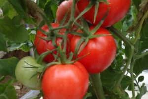 Descripción de la variedad de tomate Kupets, sus características y rendimiento