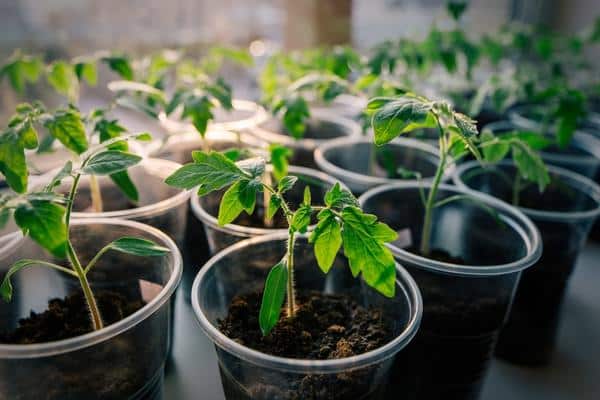 tomato seedlings in pots