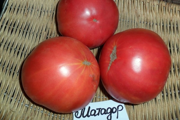 vzhľad matador paradajok