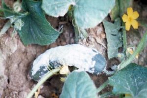 Beheersmaatregelen en behandeling van witte, grijze, apicale en andere rot op komkommers in een kas