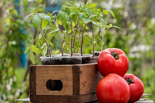 mladé paradajky
