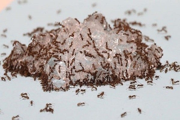 une foule de fourmis