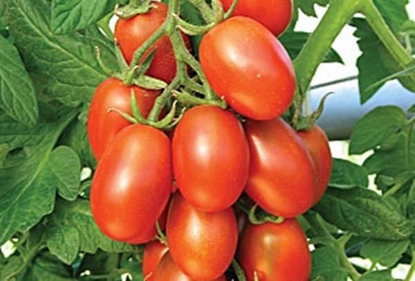 paradajky matador