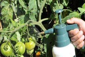 The better to treat tomatoes from powdery mildew