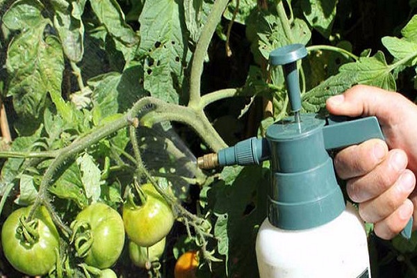 spraying tomatoes