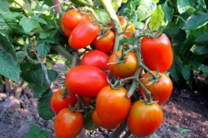 Characteristics and description of the tomato variety Miracle of the lazy, its yield