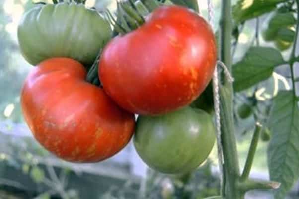 tomate staroselsky en el jardín