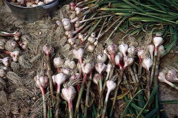 winter garlic