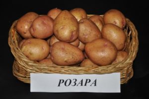 Beskrivning av potatisorten Rosara, rekommendationer för odling och recensioner av trädgårdsmästare