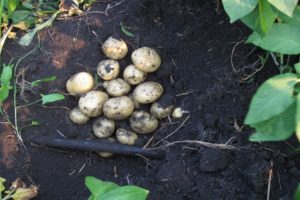 Mô tả về giống khoai tây ông già Noel, đặc điểm và cách trồng trọt