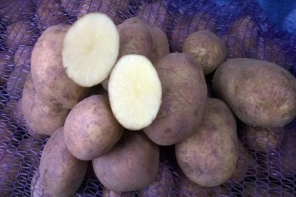 Pommes de terre Vineta