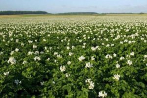 Beschreibung der Vineta-Kartoffelsorte, Pflanzung auf offenem Boden und Pflege