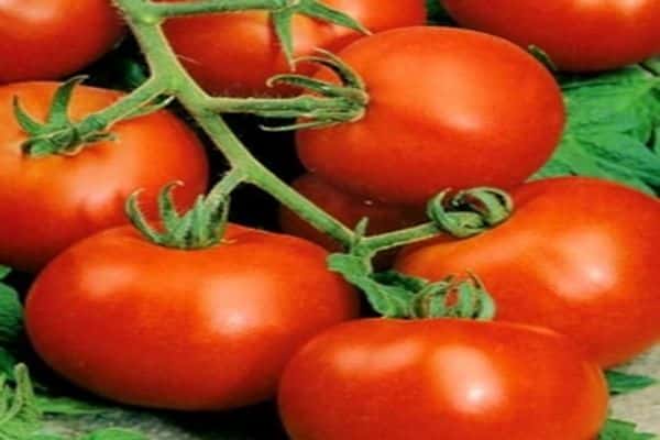 soins de la tomate