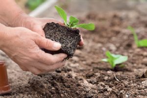 Hvornår og hvordan man planter kinakål i åben jord