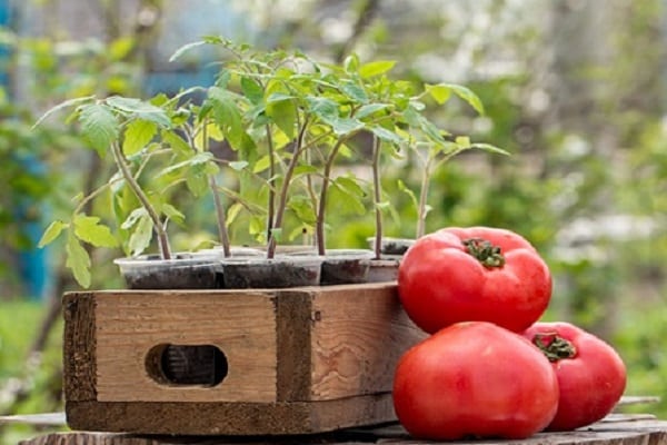 sodinti pomidorus