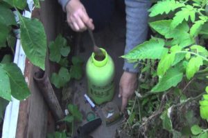 Vad gör man om någon äter gurkaplantor i ett växthus, hur man skyddar