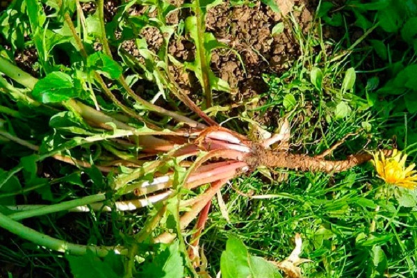 dandelion roots