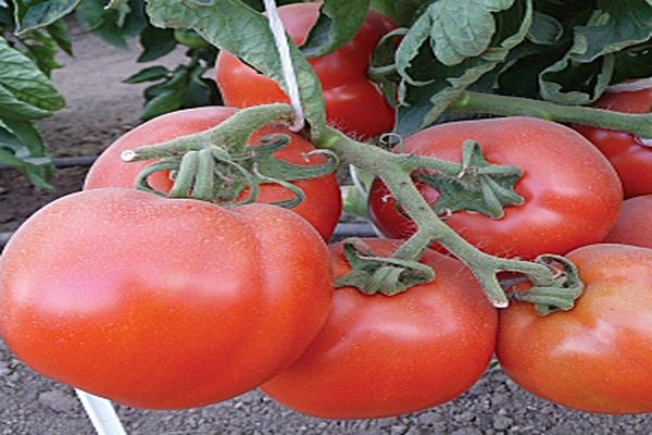 Tomatenverarbeitung