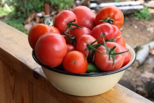 tomates para plantar