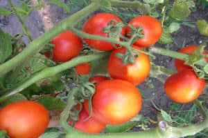 Descripción de la variedad de tomate Lagidny, sus características.