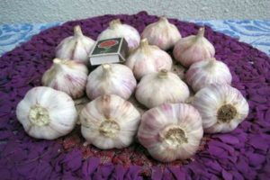Penerangan mengenai pelbagai bawang putih Lyubasha, cadangan untuk menanam