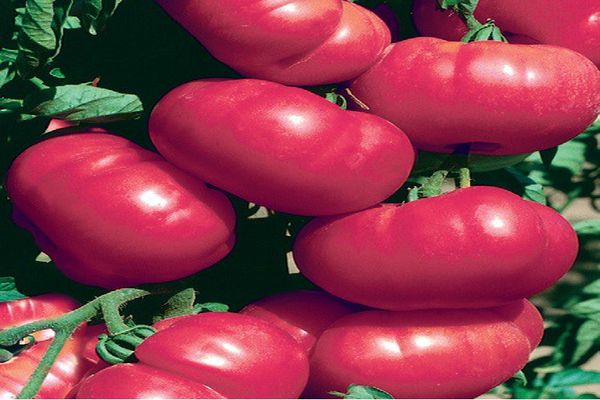 tomat hallon rhapsody