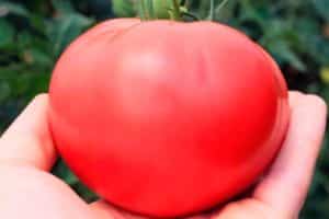 Beskrivning och egenskaper hos tomatsorten Hallon sötma F1