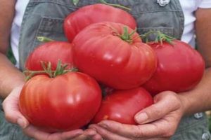 Pomidorų veislės „Aviečių užpuolimas“ aprašymas, auginimo ypatybės