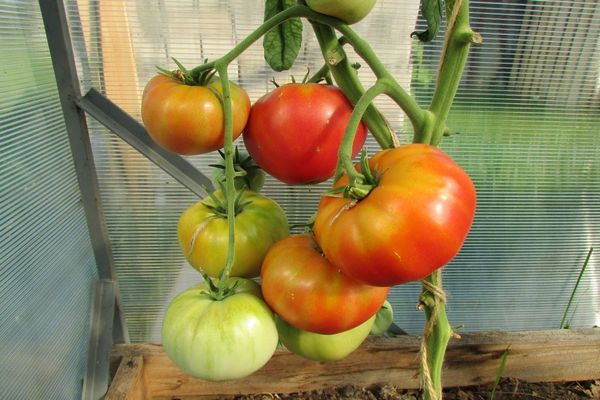 pomidorai šiltnamyje