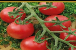 Kuvaus tomaattilajikkeesta Malvina, kasvuolosuhteet ja tautien ehkäisy