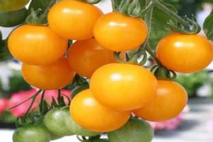 Pomidorų veislės savybės ir aprašymas Medaus puokštė