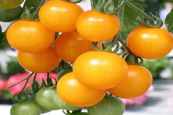 Vlastnosti a opis odrody paradajok Honey banda