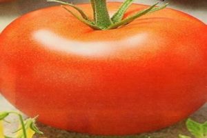Περιγραφή της ποικιλίας ντομάτας Nasha Masha, τα χαρακτηριστικά και τα χαρακτηριστικά της