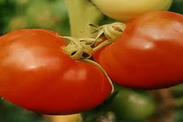 Beskrivning av tomatsorten Nasha Masha, dess egenskaper och egenskaper
