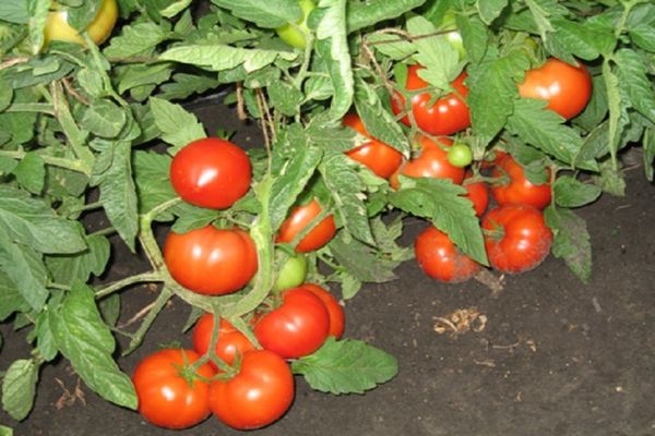 tomater i marken