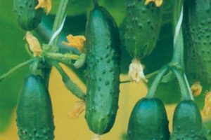 Egenskaber og beskrivelse af mangfoldigheden af ​​agurker ægte oberst