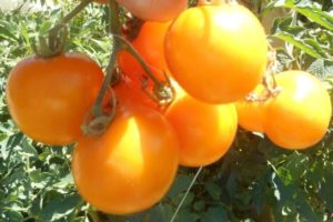Περιγραφή της ποικιλίας ντομάτας Nizhegorodsky Kudyablik, τα χαρακτηριστικά της