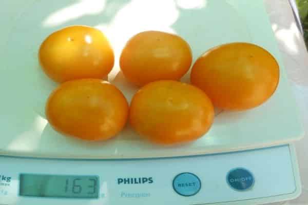 tomatoes on the scales