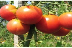 Description of tomato variety Nocturne, recommendations for cultivation