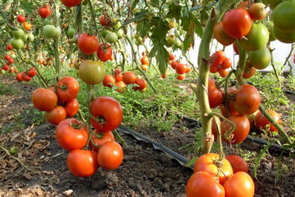 uprawa pomidorów