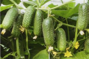 Beskrivning av Kibriya gurksorten, odlingsfunktioner